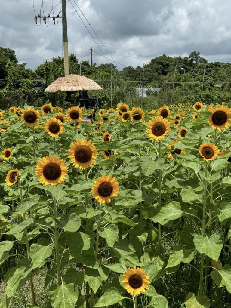 “元朗週末活動”