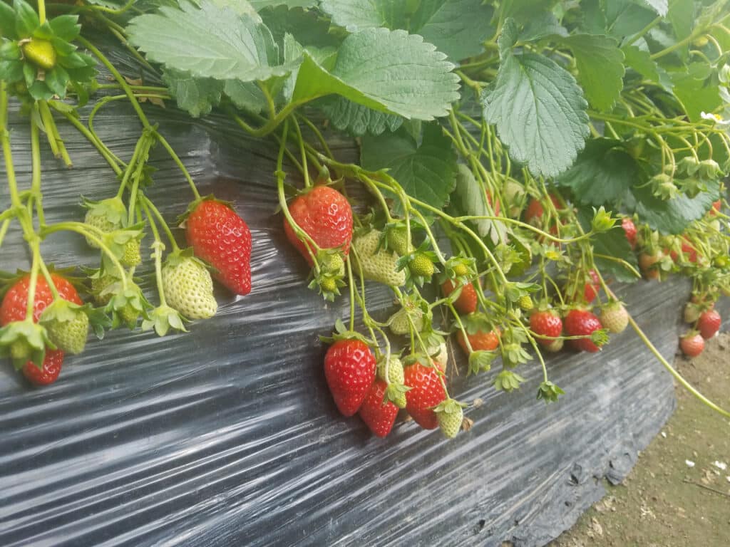 朗屏士多啤梨葡萄園|免費入場慢慢行