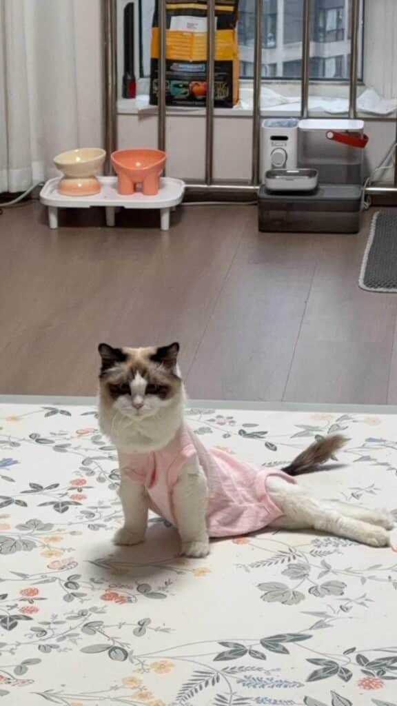 貓糧致癱