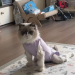 貓糧致癱