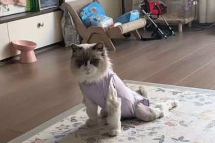 貓糧致癱